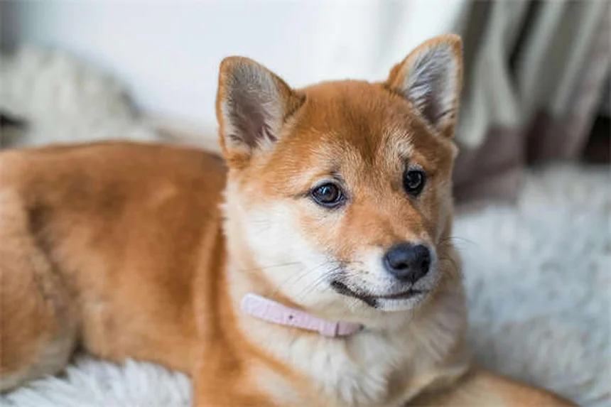 犬の散歩と庭遊びのベストバランス｜心も体も満たす賢い組み合わせ方