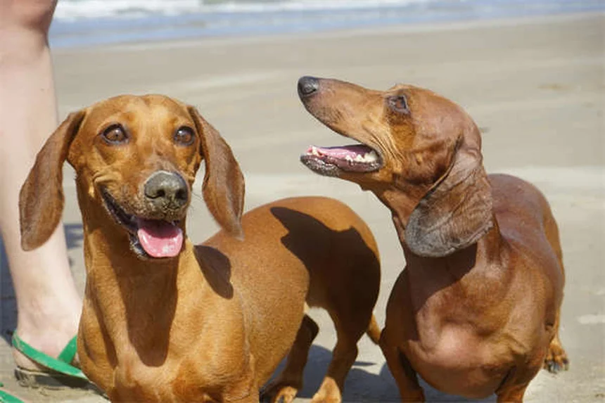 犬がどこでもついてくる理由とは？愛犬の心理と適切な距離感の作り方