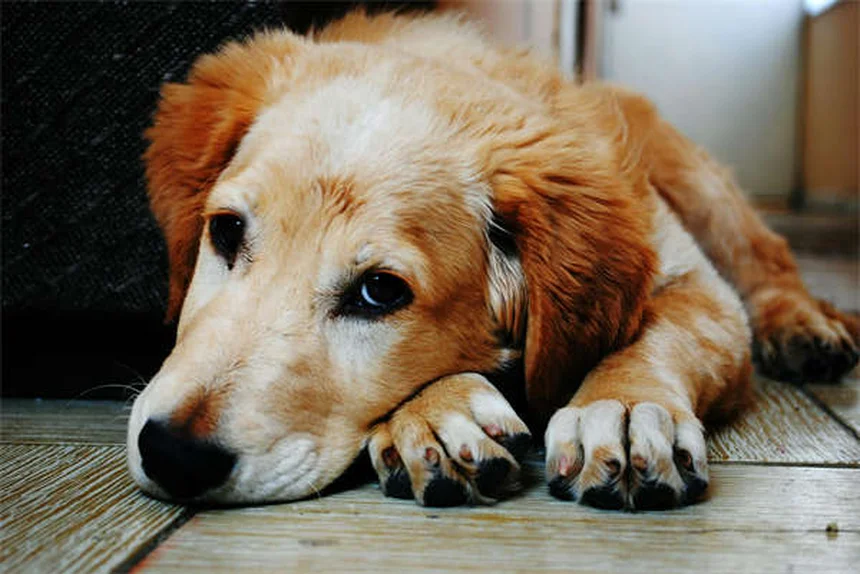 犬の尿路トラブルを徹底解説！症状・原因から治療・予防法まで