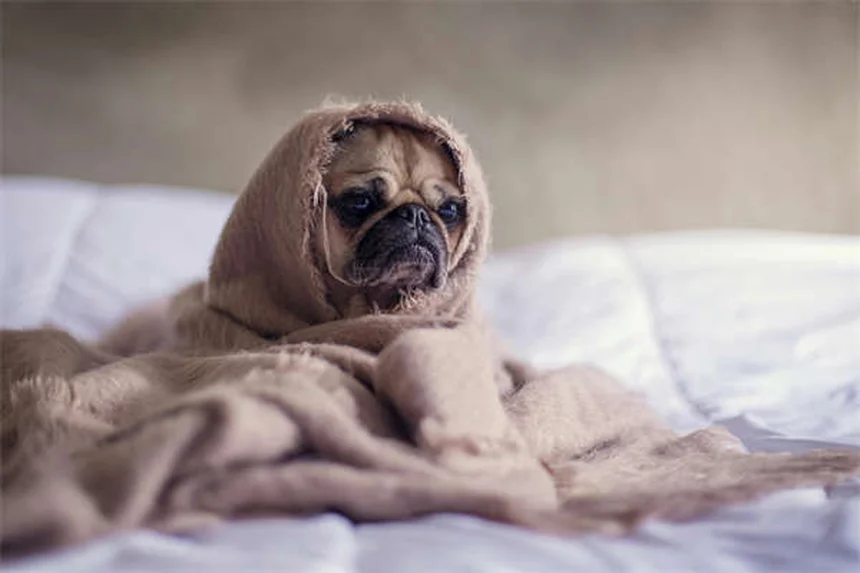 ペットテクノロジーで実現！愛犬・愛猫の健康管理と安心留守番の最新ガイド