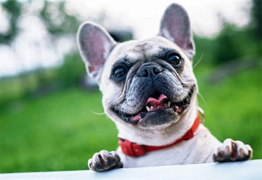 ペットテクノロジーで実現！愛犬・愛猫の健康管理と安心留守番の最新ガイド