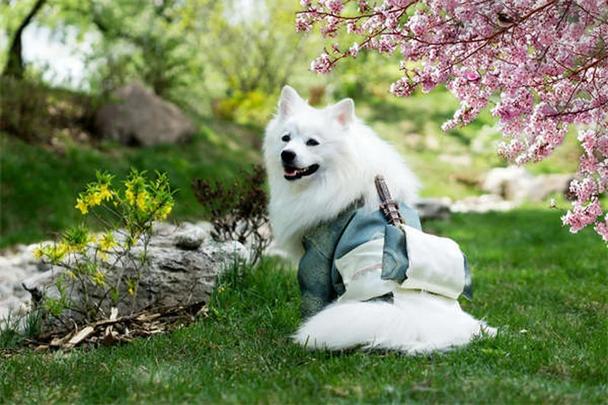セラピードッグとは?病院で活躍する癒やしの犬の役割と効果を解説