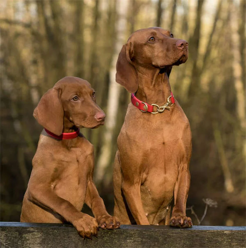 犬の時間感覚を徹底解説！体内時計と嗅覚で感じる世界とは