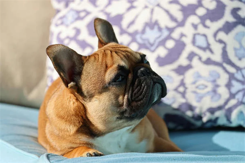 犬の去勢・避妊手術が行動に与える影響とは？メリットと注意点を徹底解説