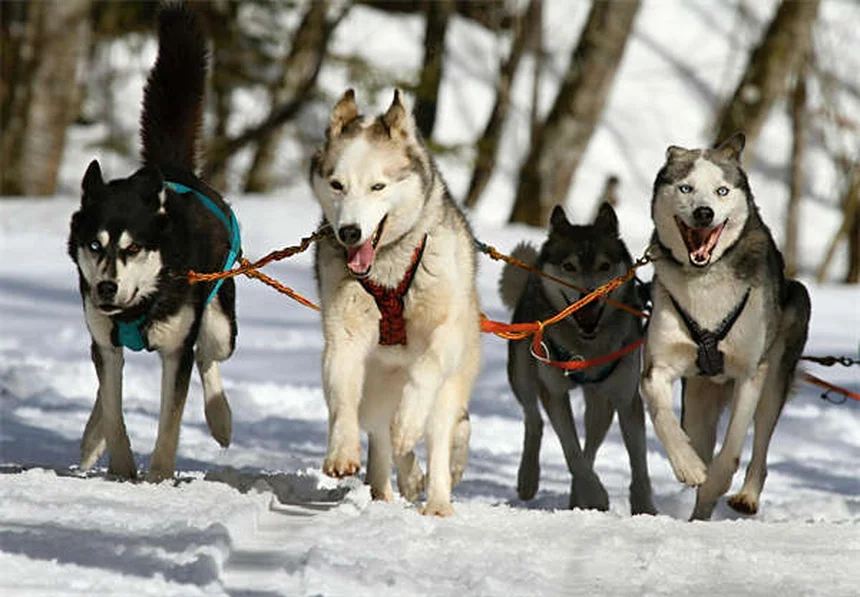犬の去勢・避妊手術が行動に与える影響とは？メリットと注意点を徹底解説