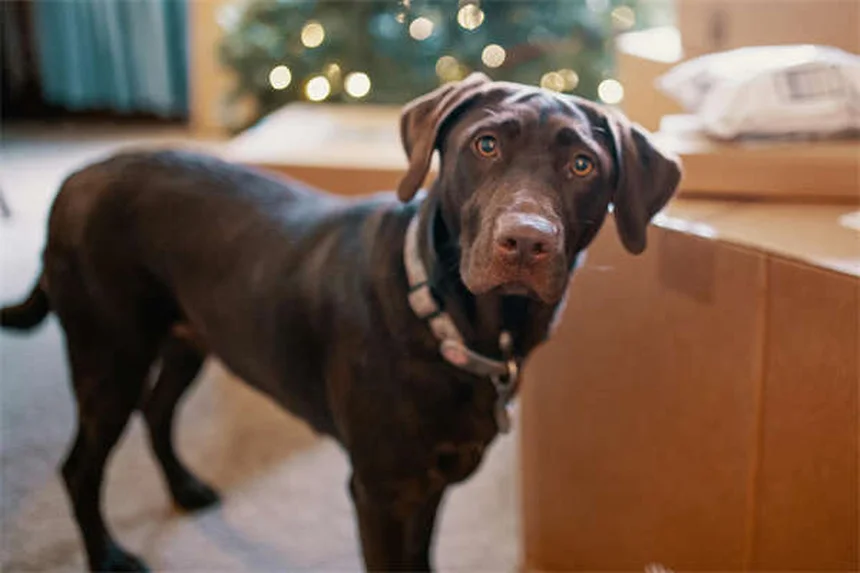 犬の前房出血とは？原因から治療法、緊急時の対応まで完全解説