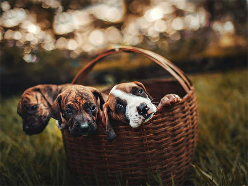 犬のFCE（線維軟骨塞栓症）とは？症状・治療・回復の見通しを獣医師が解説