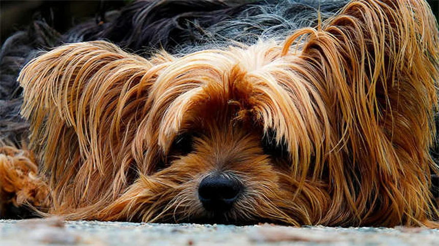 愛犬とのハイキングに必須の持ち物リスト【完全版】