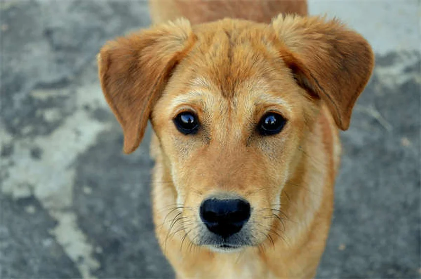犬の血便・下痢に血が混じる原因と緊急時の対処法【獣医師解説】