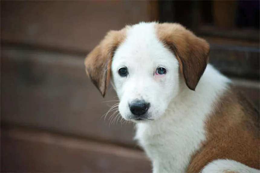 オス犬の去勢手術：メリット・費用・時期を獣医が徹底解説