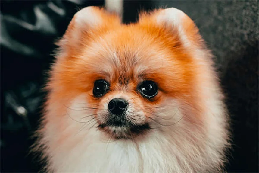 犬のダイエットで絶対に避けたい5つの失敗！愛犬の理想体重に導く方法