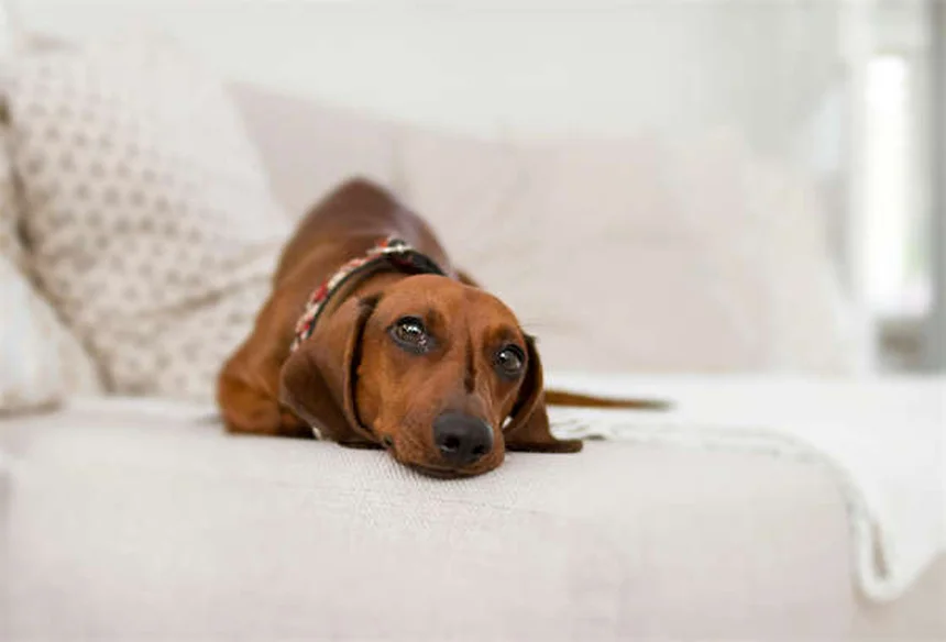 犬のナルコレプシーとは？症状から治療・飼い主の心得まで徹底解説