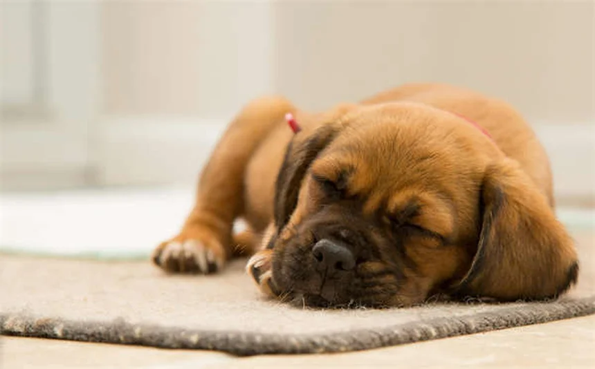 犬用コート 冬の必需品？獣医師が教える選び方の5つのポイント
