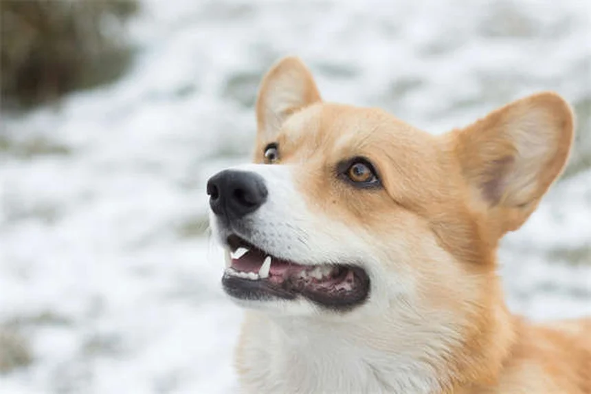 犬用コート 冬の必需品？獣医師が教える選び方の5つのポイント