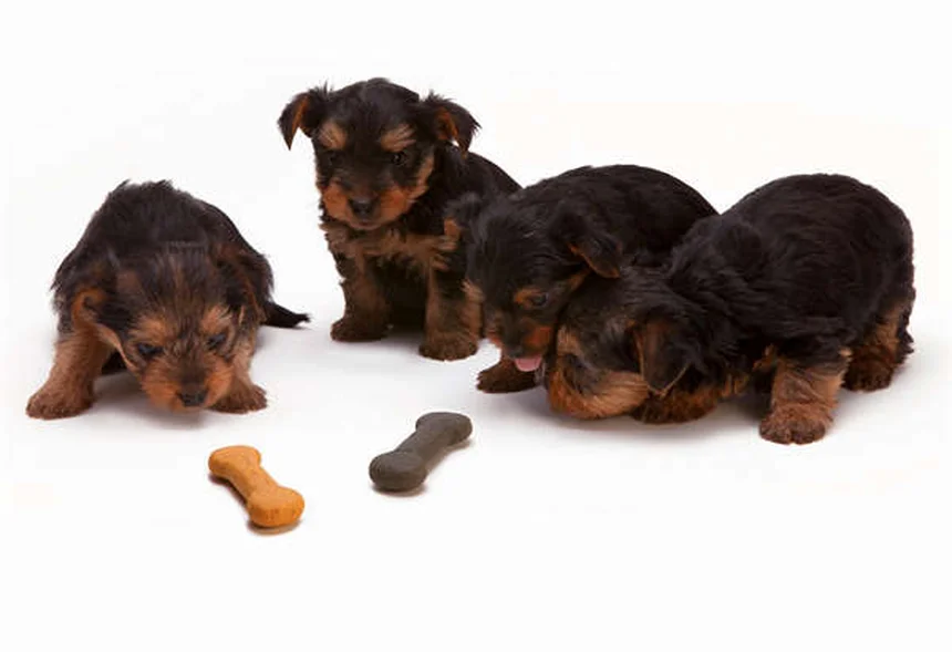 犬の副鼻腔炎の症状と原因を徹底解説！治療法と予防法も