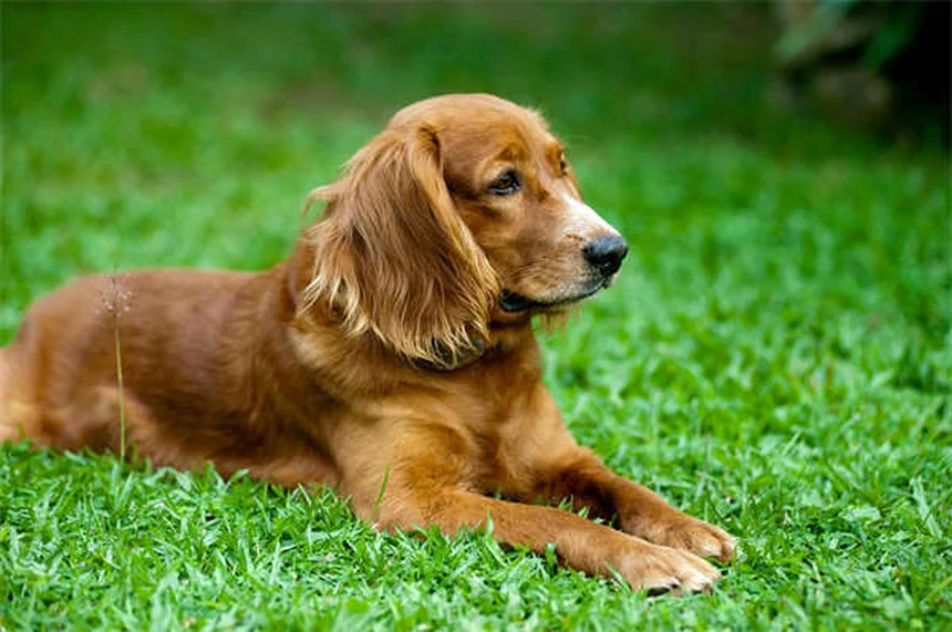 犬がなぜ糞に転がる？理由と簡単な対策