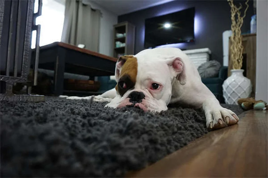 オンダンセトロン【獣医師が教える】犬猫の吐き気止めの副作用・正しい使い方・注意点を解説