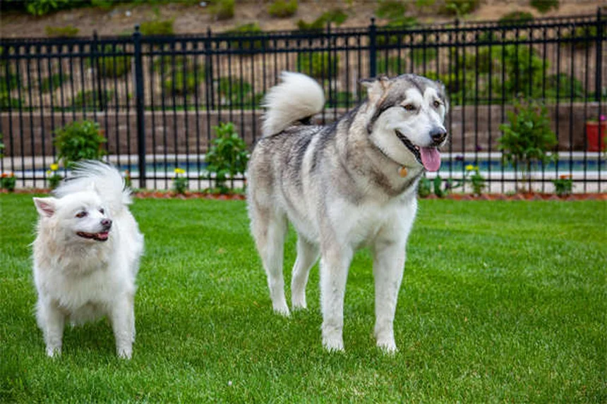 オンダンセトロン【獣医師が教える】犬猫の吐き気止めの副作用・正しい使い方・注意点を解説