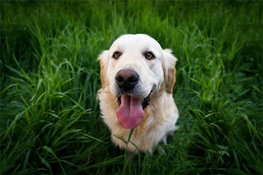 犬の医療用大麻は効くの？科学的根拠と現実、飼い主が知るべき真実