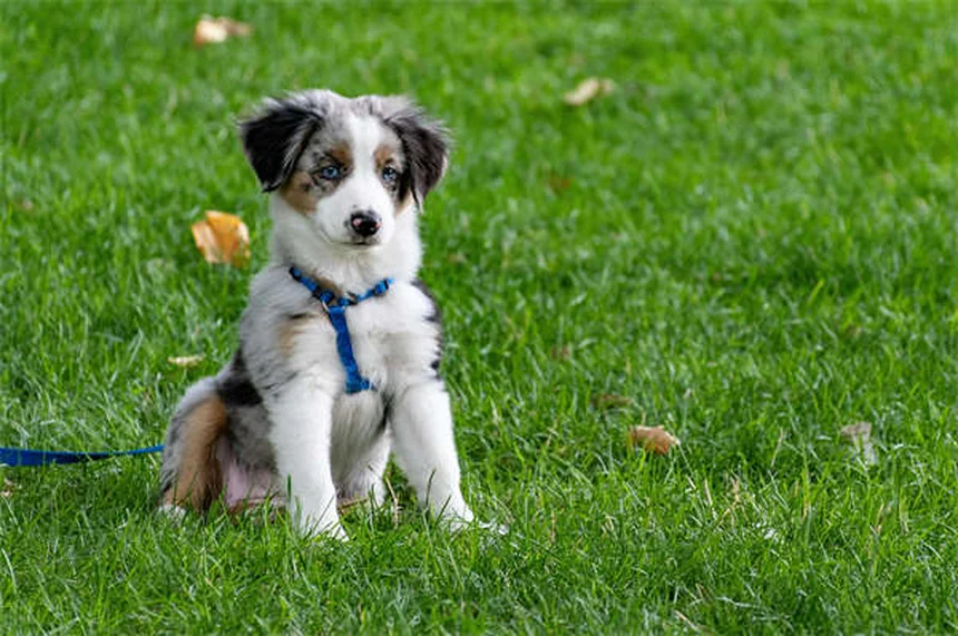 犬の医療用大麻は効くの？科学的根拠と現実、飼い主が知るべき真実