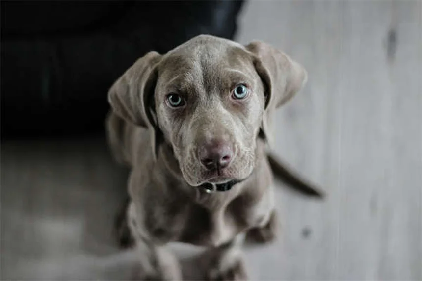 犬の医療用大麻は効くの？科学的根拠と現実、飼い主が知るべき真実