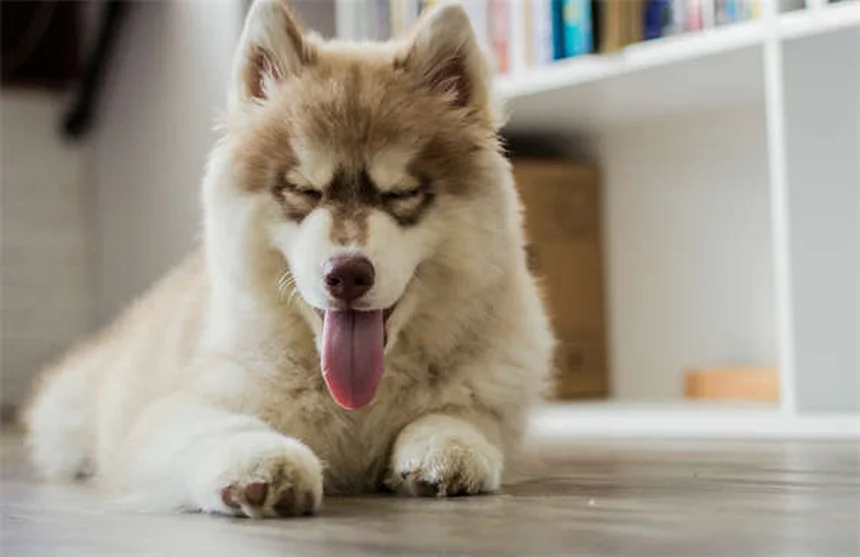 犬の社会化不足がもたらす本当のリスクとは？