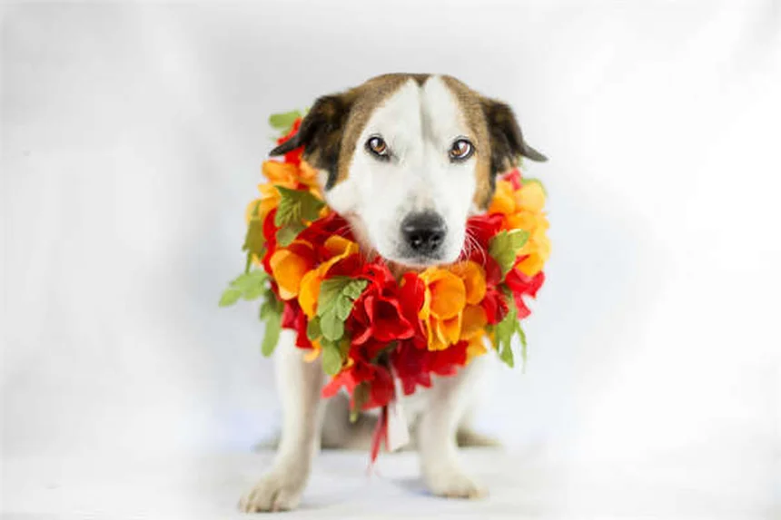犬の社会化不足がもたらす本当のリスクとは？