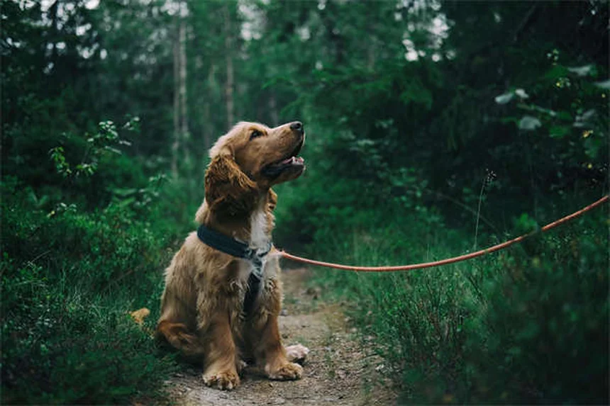 犬の狼爪甲营养不良の7つの誤解と正しい知識｜症状・治療法・長期的なケアを徹底解説