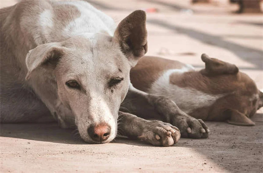 犬の狼爪甲营养不良の7つの誤解と正しい知識｜症状・治療法・長期的なケアを徹底解説