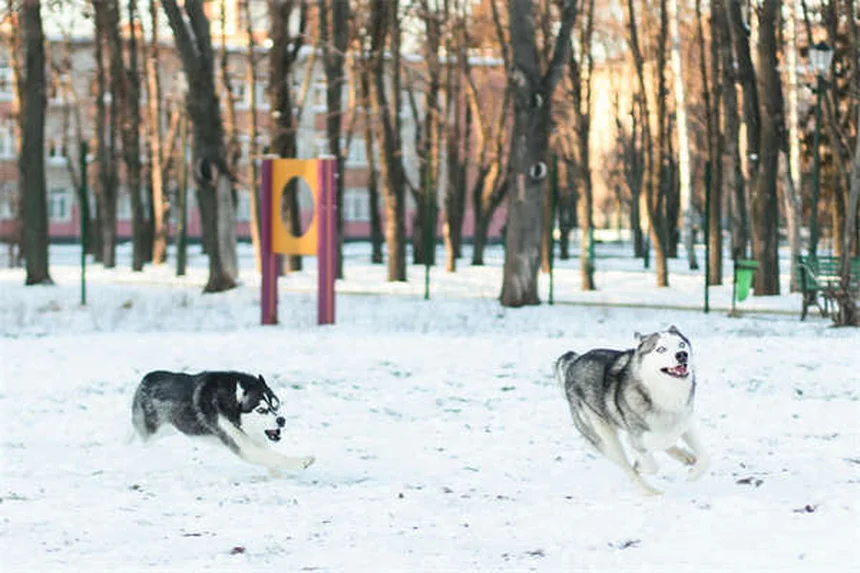 犬が飼い主を信頼している6つのサインと絆を深める方法
