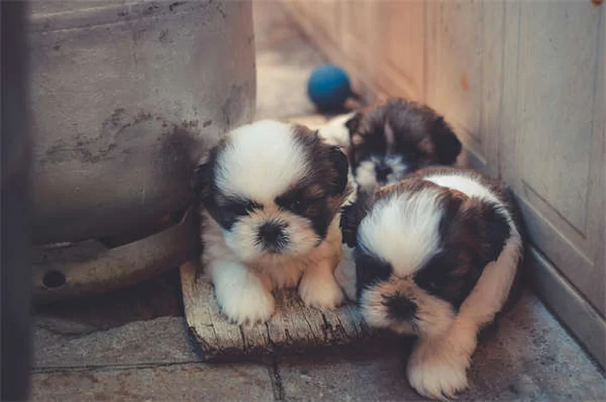 子犬の心フィラリア予防薬、いつから始める？選び方と完全ガイド