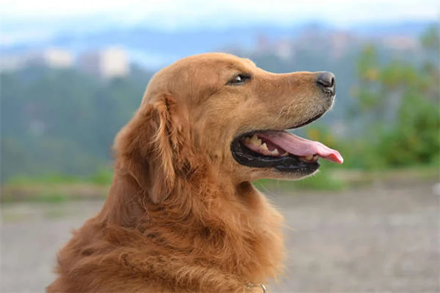 犬種で性格は決まらない？遺伝と環境が作る「本当の個性」の見分け方