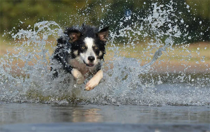 犬種で性格は決まらない？遺伝と環境が作る「本当の個性」の見分け方