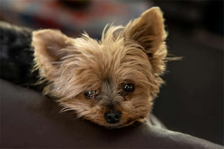 【専門家が教える】愛犬が迷子になったら最初にやるべき5つのこと