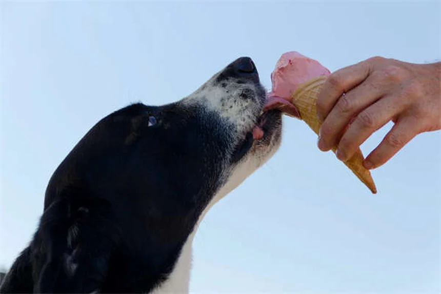 扁脸猫を飼う前に知っておきたい5つのチェックポイント