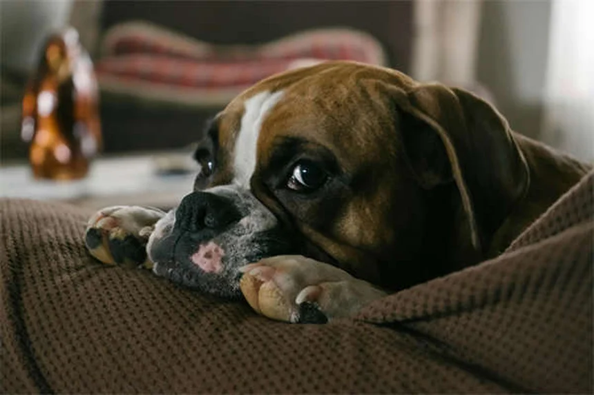 犬と一緒の外食は絶対ダメ？ペット連れ旅行の真実7つ