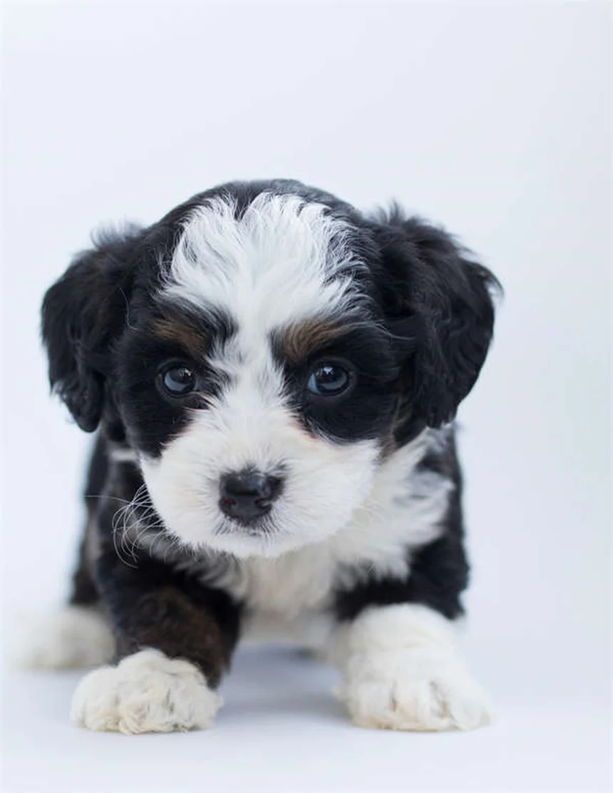 犬は世界をどう見ている？色・暗視・動体視力の真実を解説