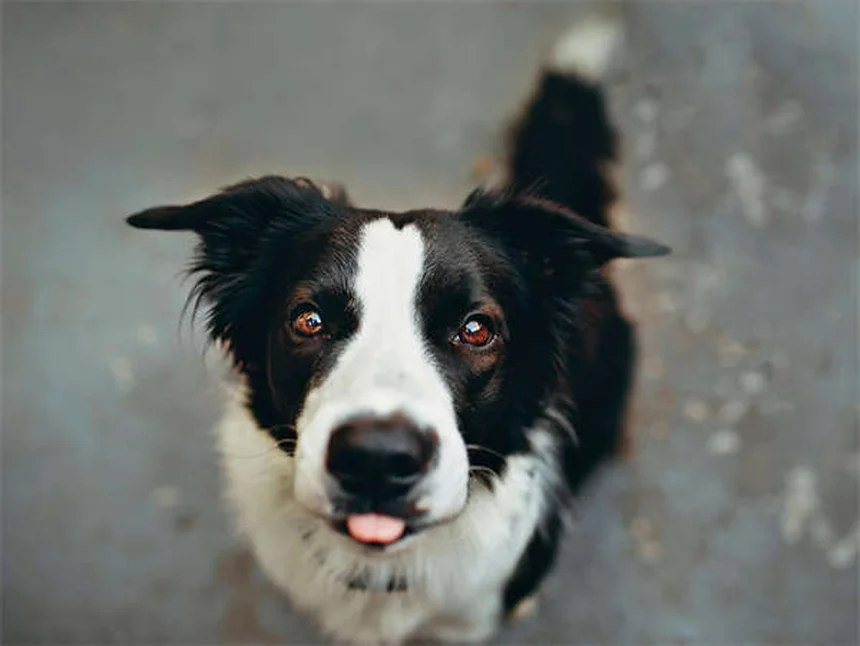 ボディ・コンディション・スコア（BCS）とは？愛犬の理想体型を目と手でチェックする方法