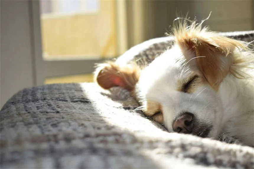 子犬がクレートで鳴きやまない！原因と今夜からできる解決策5つ