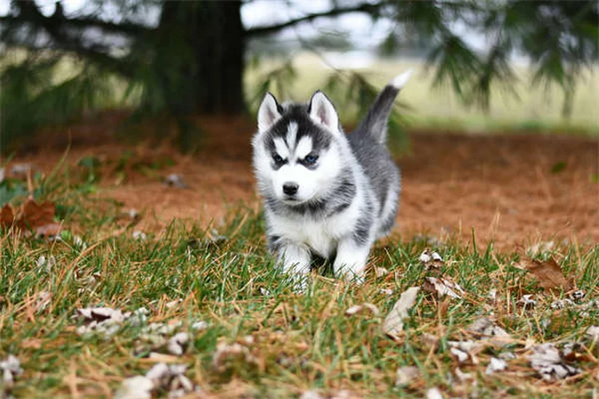 犬がアジサイを食べたら危険？症状と対処法を獣医師が解説